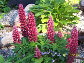 linda-lupine-flowers Lupine Flowers at Royal Starrr Resort